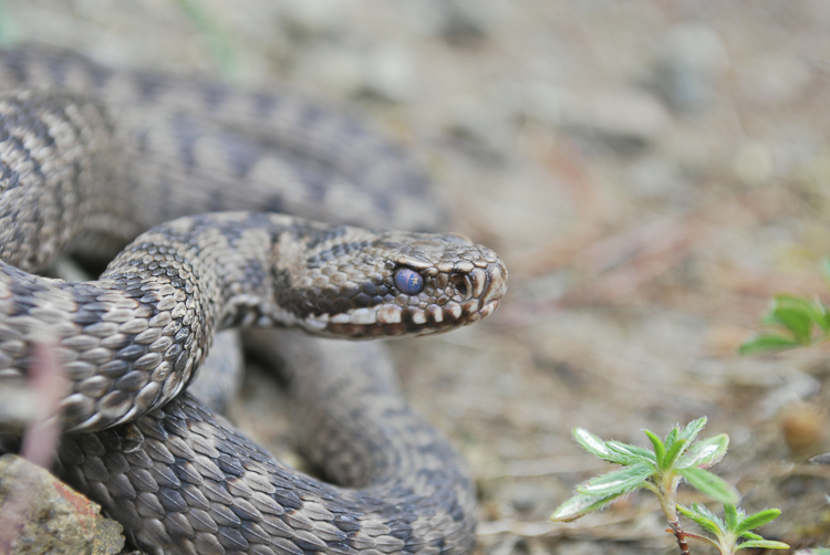 vipera_berus_097.jpg