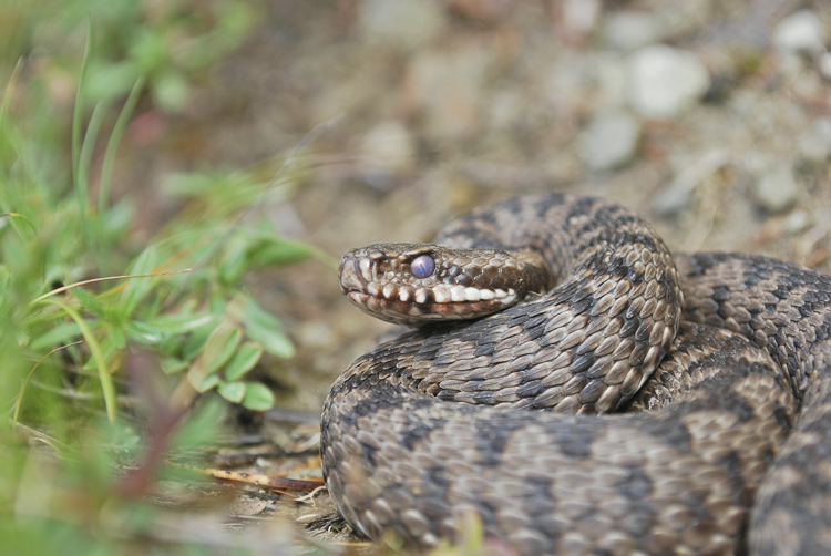 vipera_berus_098.jpg