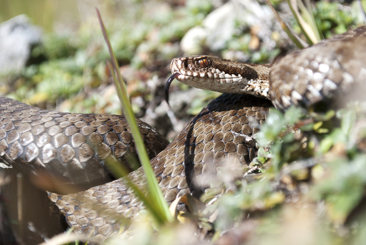 vipera_berus_099.jpg