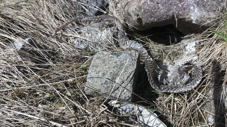 vipera_berus_101_001.jpg