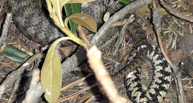 vipera_berus_102.jpg