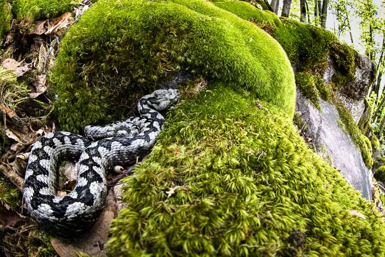 vipera_dal_corno_050.jpg