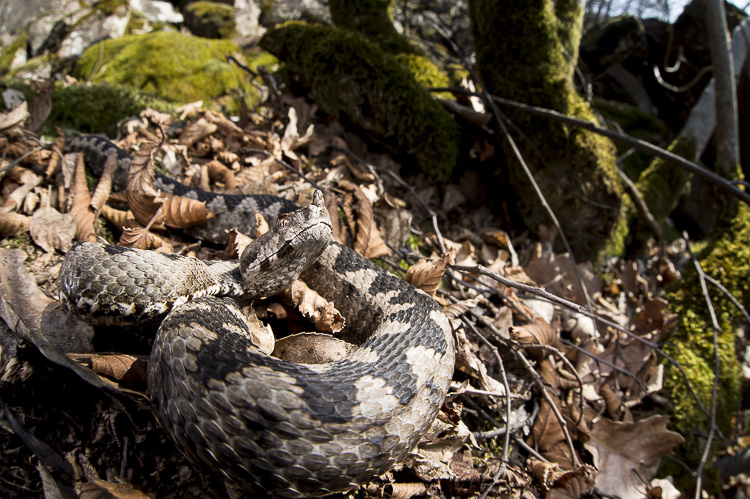 vipera_dal_corno_052.jpg