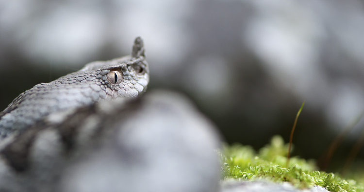 vipera_dal_corno_055.jpg
