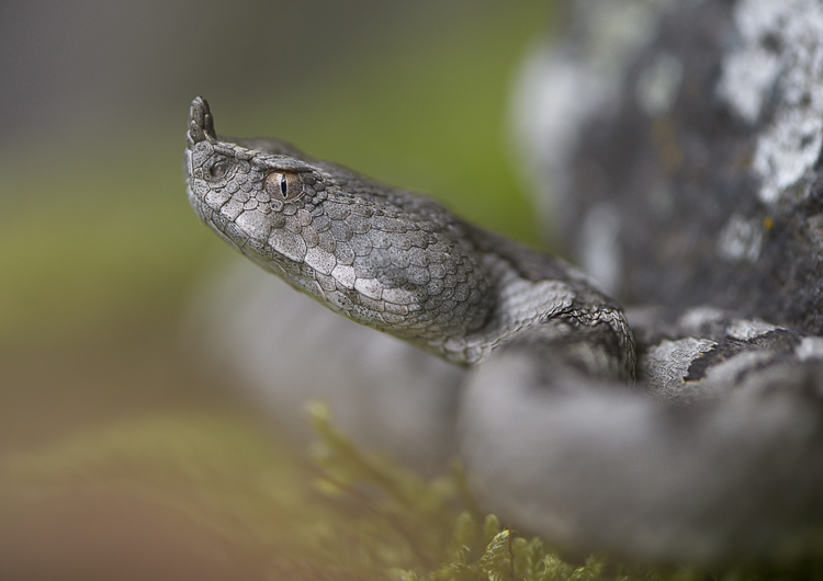 vipera_dal_corno_056.jpg