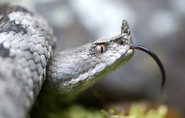 vipera_dal_corno_057.jpg