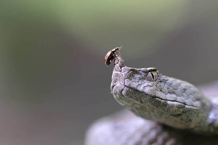 vipera_dal_corno_057b.jpg