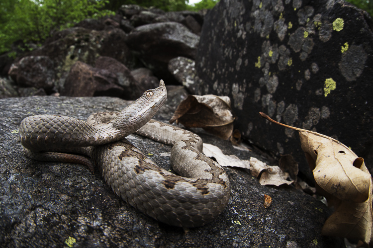 vipera_dal_corno_058.jpg