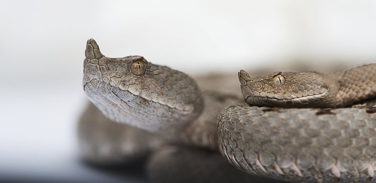 vipera_dal_corno_060.jpg