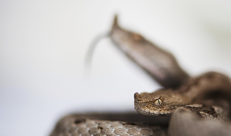 vipera_dal_corno_077.jpg