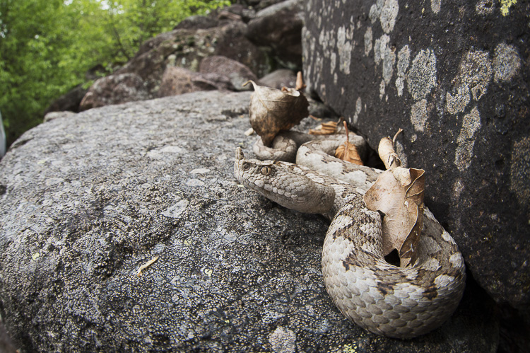 vipera_dal_corno_080.jpg