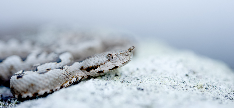 vipera_dal_corno_087.jpg