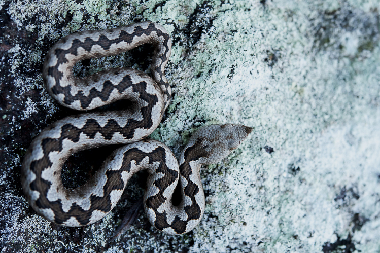 vipera_dal_corno_088.jpg