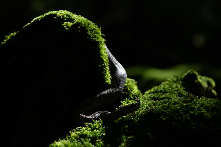 vipera_dal_corno_088a.jpg