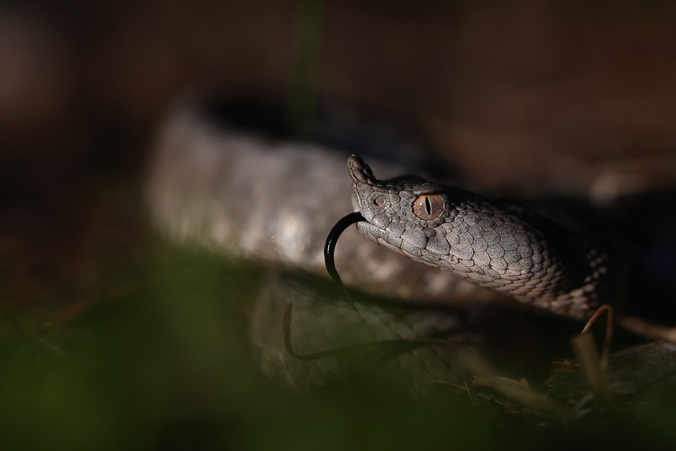 vipera_dal_corno_088b.jpg