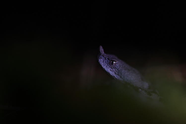 vipera_dal_corno_088c.jpg