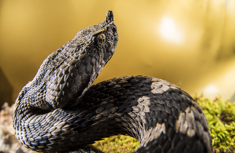 vipera_dal_corno_089.jpg