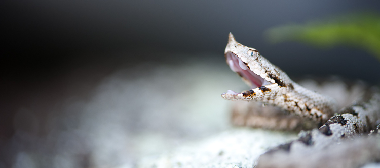 vipera_dal_corno_091.jpg
