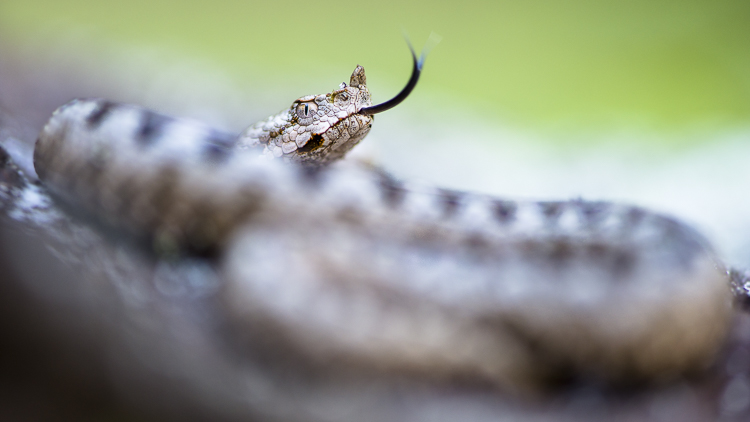 vipera_dal_corno_093.jpg