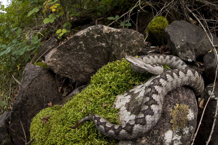 vipera_dal_corno_099.jpg