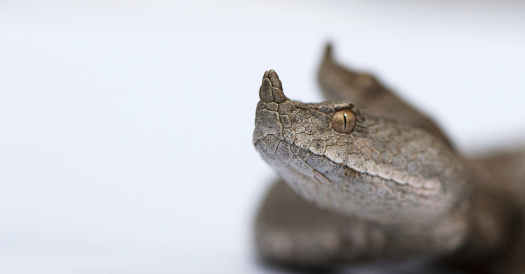 vipera_dal_corno_100.jpg
