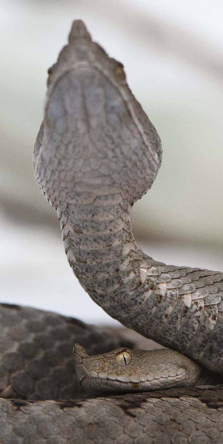 vipera_dal_corno_101.jpg