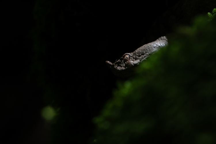 vipera_dal_corno_105.jpg