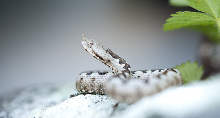 vipera_dal_corno_106.jpg