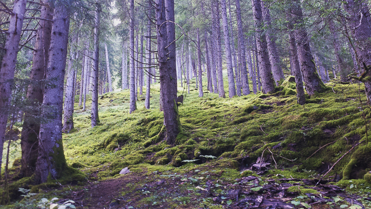 habitat_097.jpg