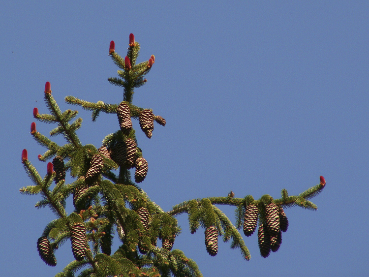 piante_081.jpg