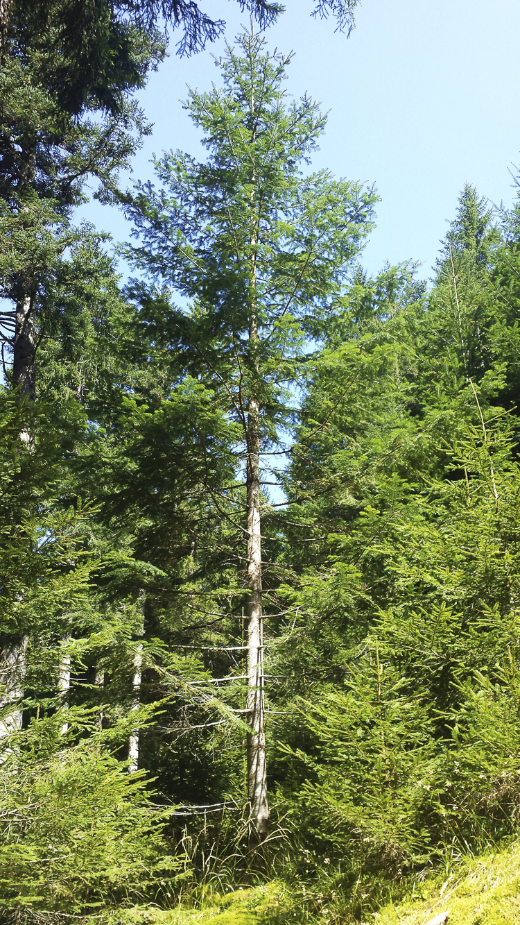 piante_085.jpg