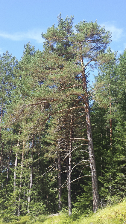 piante_108.jpg