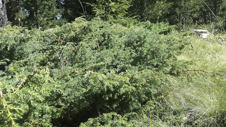 piante_116.jpg