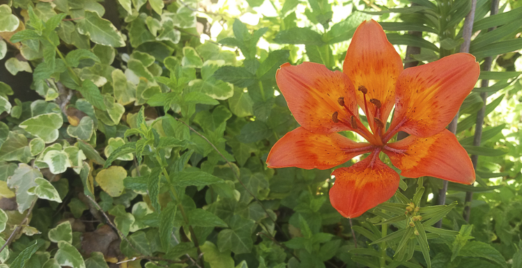 arancio_102.jpg