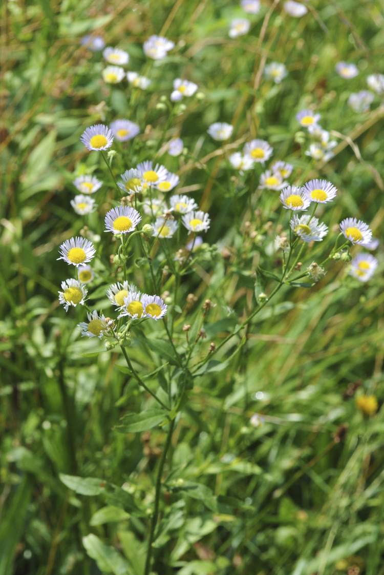bianco_070.jpg