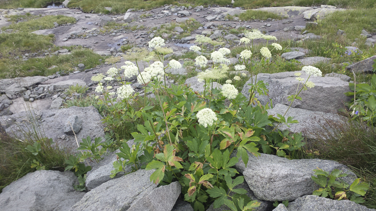bianco_096.jpg