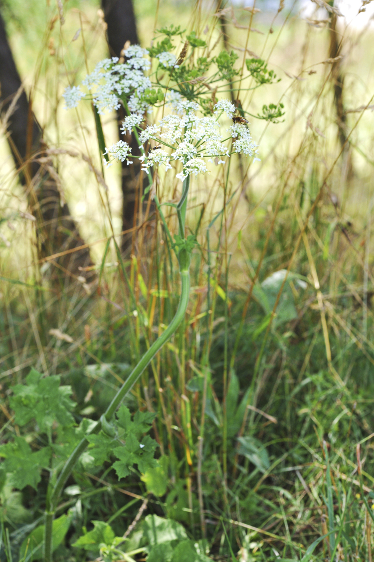 bianco_097.jpg