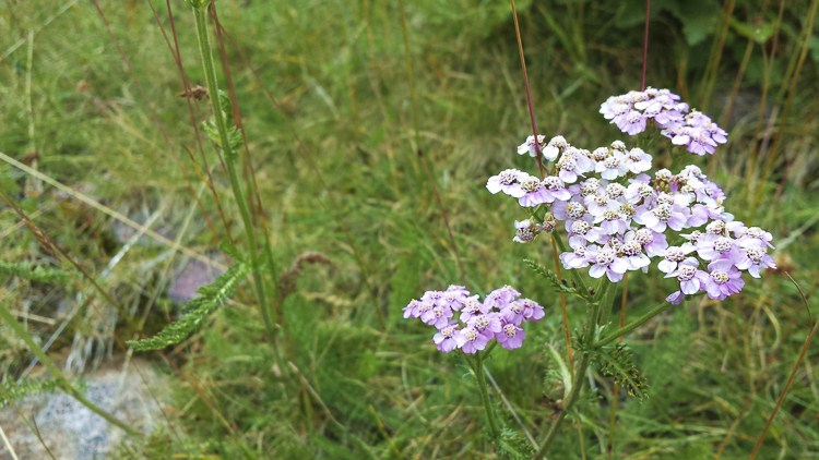 bianco_100.jpg