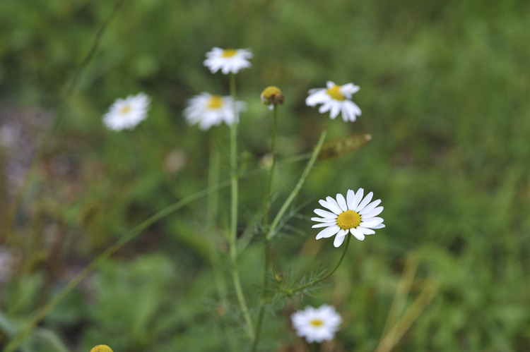 bianco_101.jpg