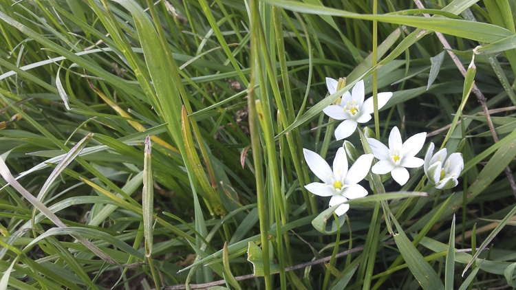 bianco_110.jpg