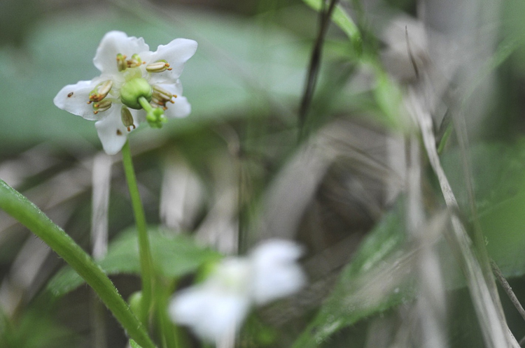 bianco_120.jpg