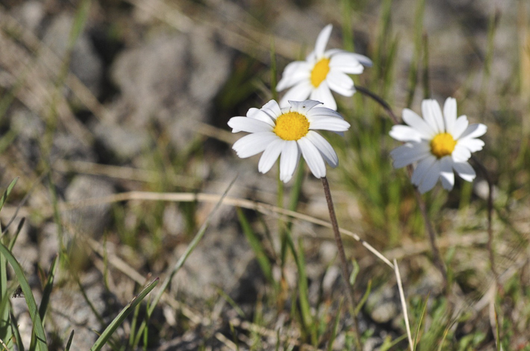 bianco_126.jpg