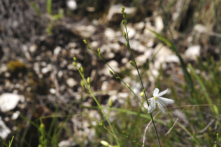 bianco_134.jpg