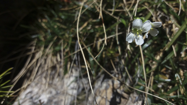bianco_146.jpg