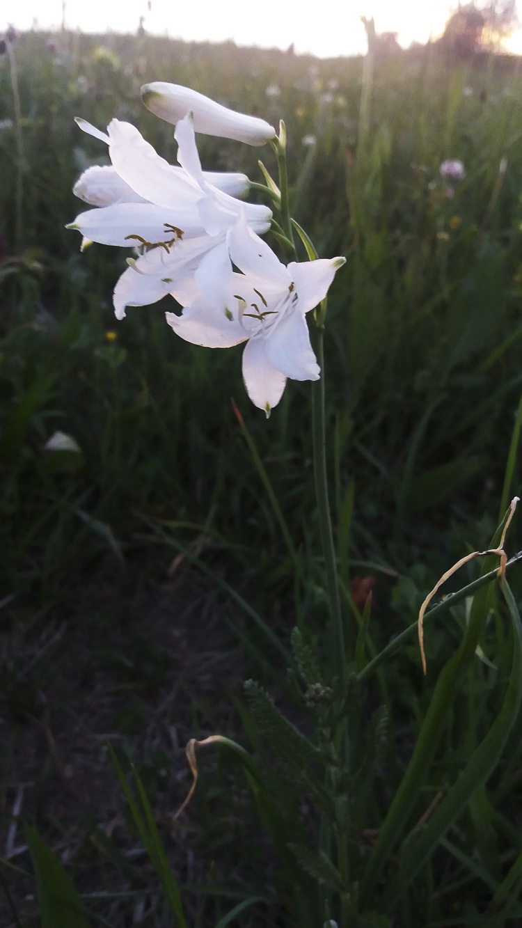 bianco_147.jpg