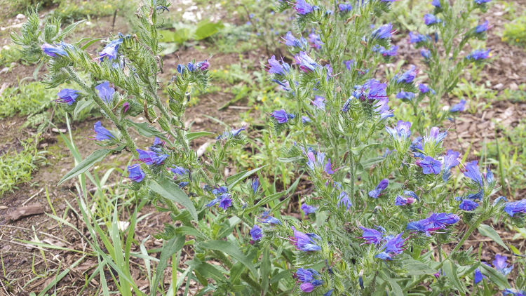 blu_087.jpg