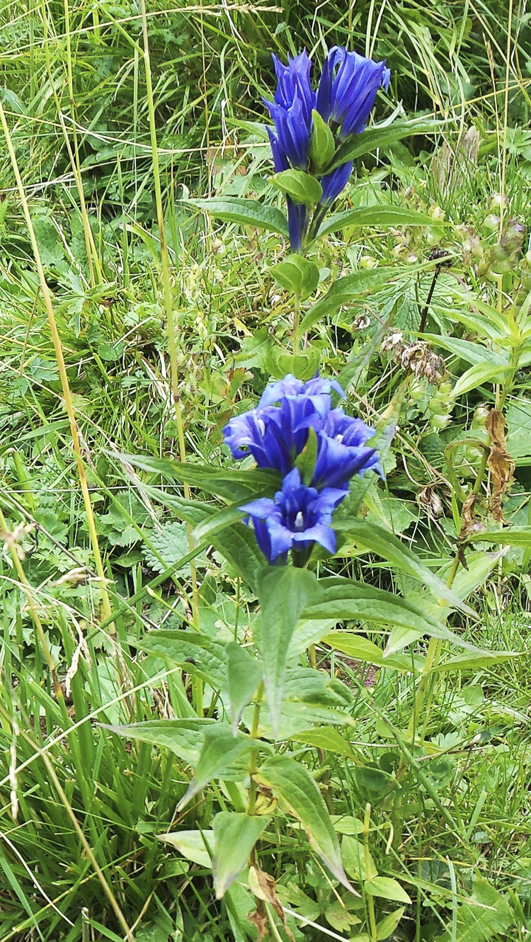 blu_091.jpg
