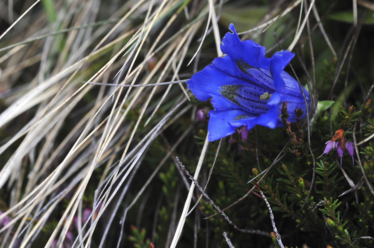blu_091a.jpg