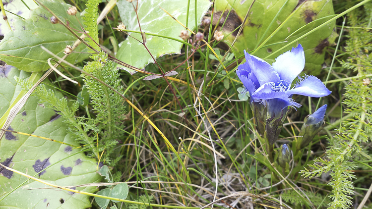 blu_092.jpg