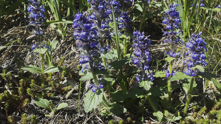 blu_093.jpg